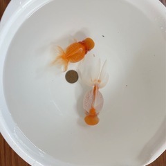 金魚の画像