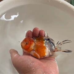 金魚の画像