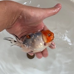 金魚の画像