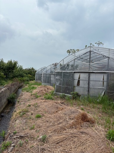 ビニールハウス