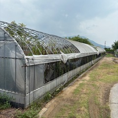 ビニールハウスの画像