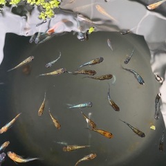 天界🐦‍🔥🩵　10匹　メダカ　めだかの画像