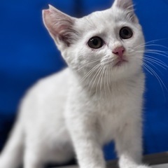 白い子猫と言わせてください、、、