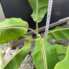 バナナの木２株　　の画像