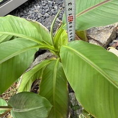 バナナの木２株　　の画像