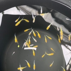黄桜🌼✨10匹 メダカ　めだかの画像