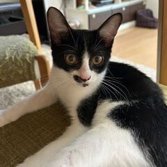 ちょっとビビリだけど甘えん坊。3ヶ月半くらい。