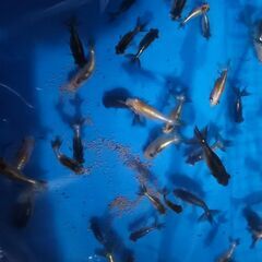 頂天眼🐟の画像
