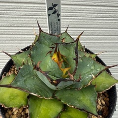 アガベ　植物　ハデス　チタノタの画像