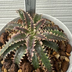 ディッキア　植物　オーシャンスターライトの画像