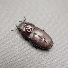 【八丈島亜種】【離島】ハチジョウコクワガタ　♂♀ペア　計2頭の画像