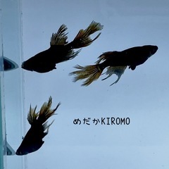 現物販売 妲己(だっき)メダカ 幼魚1ペア＋オス1匹 黒ヒレ※2025年生まれの画像