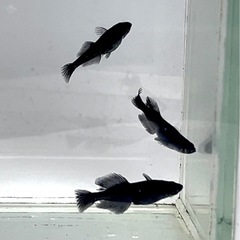 現物販売 妲己(だっき)メダカ 幼魚1ペア＋オス1匹 黒ヒレ※2025年生まれの画像