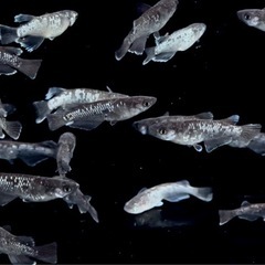 🐟めだか🐟曜変天目2ペア　メダカの画像