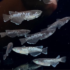 🐟めだか🐟曜変天目2ペア　メダカの画像