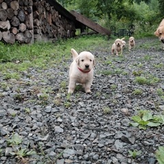 ゴールデンレトリバー子犬里親様募集します。