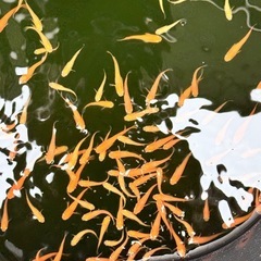 [メダカ]楊貴妃(若魚)10匹　の画像