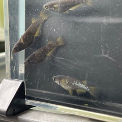 オランジェめだか⭐︎メダカ
の画像