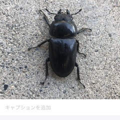 オオクワガタ　メスの画像