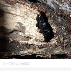 オオクワガタ　メスの画像