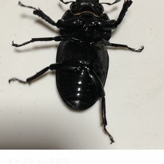 オオクワガタ　メスの画像