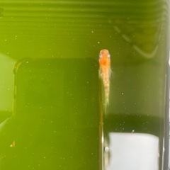 メダカめだか小学生以下のお子様へ差し上げす。詳細を必ずお読みくださいの画像