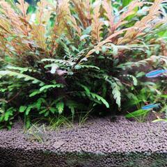 ピンナティフィダ水草の画像