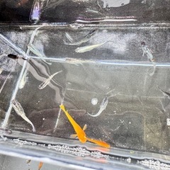 [メダカ]4種MIXメダカ20匹前後の画像