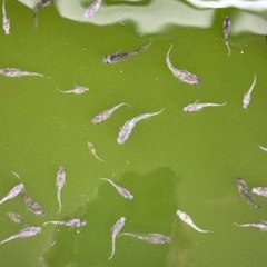 [メダカ]和墨　若魚10匹の画像