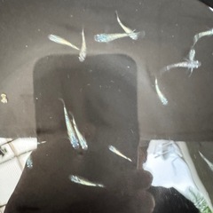 メダカ　ネプチューン　若魚の画像