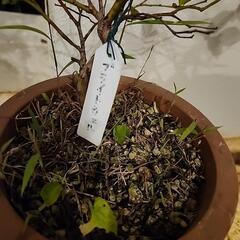 ブルーベリー苗　4鉢セットの画像
