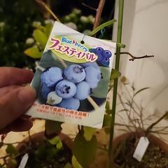 ブルーベリー苗　4鉢セットの画像