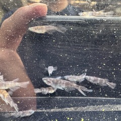 メダカ　和墨の画像