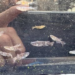 メダカ　和墨の画像