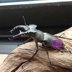 【天然】ミヤマクワガタ　2ペア　大き目　【A】の画像