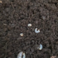 カブトムシ幼虫の画像