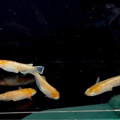 🐟めだか🐟豆紅エボリューション3ペア　メダカの画像