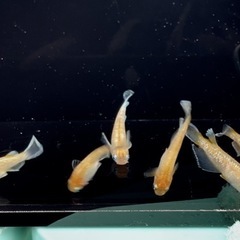 🐟めだか🐟豆紅エボリューション3ペア　メダカの画像