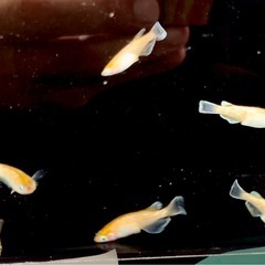 🐟めだか🐟豆紅エボリューション3ペア　メダカの画像