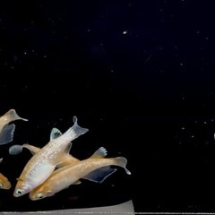 🐟めだか🐟豆紅エボリューション3ペア　メダカの画像