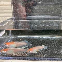 次回⚠️08/27(水)〜31(日)取引・SUKメダカ🐟の画像