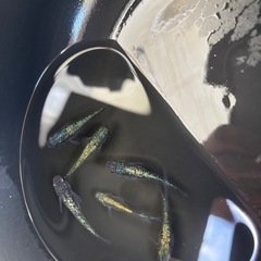 次回⚠️08/27(水)〜31(日)取引・SUKメダカ🐟の画像