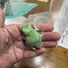 イエアメガエル（取り引き中）の画像