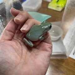 イエアメガエル（取り引き中）の画像