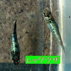 ④高級メダカ【🐉レックウザ🐉】稚魚(針子)の画像