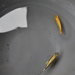 お取り先決定　【ククナ】　2ペアの画像