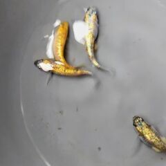 お取り先決定　【ククナ】　2ペアの画像