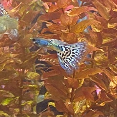 ☘️まだいます☘️メタルブルーグラスグッピー稚魚【10匹】☘️②の画像