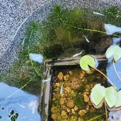 アナカリス　約20cm　6本の画像