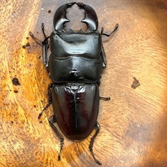 ✨スマトラオオヒラタ♂成虫68mm
の画像